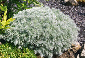 Artemisia schmidtiana 'nana'